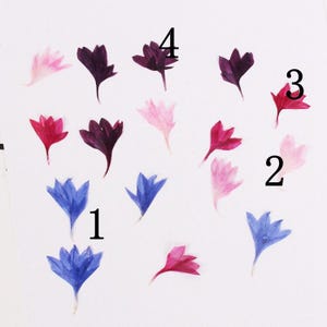 20 pcs vraies fleurs pressées de pétales de bleuet, 3 couleurs teintes disponibles FCD03