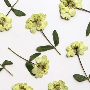 12 vraies fleurs de marguerite séchées pressées avec feuilles et tige FSS76