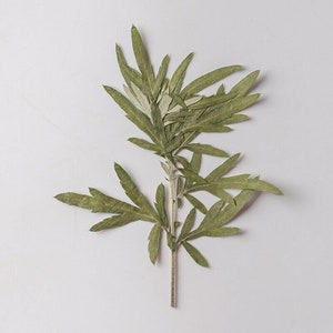 12PCS Real Pressed Dried Grass Leaves, Floral Supply for art craft FSS22