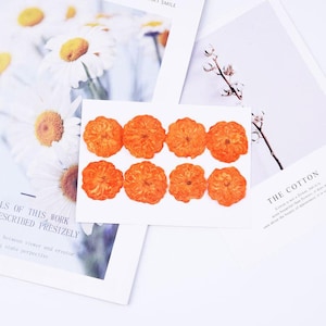 8 vraies têtes de roses séchées pressées, couleur orange FCD70 #4