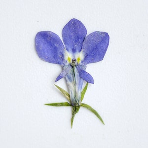 20 pièces vraies fleurs séchées pressées de Lobelia Erinus avec tige de feuille pour l'artisanat d'art FCD08