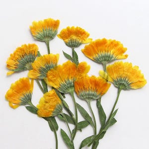 12 pcs vraies fleurs de marguerite séchées pressées, pressées latéralement, fleur jaune naturelle avec feuilles, tige pour art FSS94