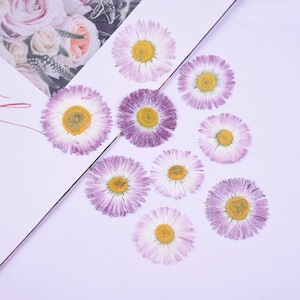 12 pcs vraies fleurs de marguerite de vergerette pressées, 2 fleurs séchées violettes pour travaux manuels d'art FCD50