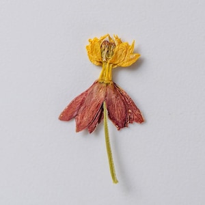 20 pièces vraies fleurs séchées pressées, fleur d'asclépiade avec tige pour l'artisanat d'art DIY FCD53