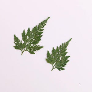 8 pcs vraies feuilles de fougères séchées pressées, bouquet de fleurs pour l'artisanat de bougies d'art FCD33