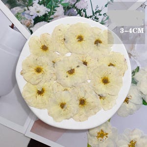 May include: A collection of dried, cream-colored flowers with yellow centers, arranged on a white plate. Each flower measures approximately 1.2 to 1.6 inches in diameter. The flowers have delicate, layered petals.