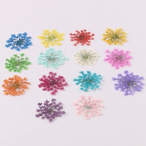 100 vraies têtes de fleur en dentelle pressée de la reine Anne, 14 couleurs teintes FCD01