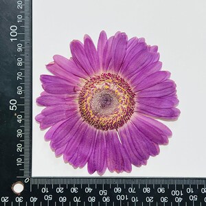 5 pcs vraies fleurs de marguerite séchées pressées, grande tête de fleur violette pour l'art FJN11