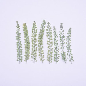 12 pcs vraies feuilles séchées pressées, feuilles avec tige pour l'art, bougie DIY FCD40