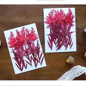 Collection de vraies feuilles séchées pressées 15 pièces, différentes feuilles d'érable rouge FSS521