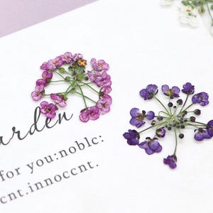 12 pcs vraies têtes de fleurs de jonquille pressées, 3 couleurs naturelles rose, violet, blanc, fleurs séchées pour l'art FSS95