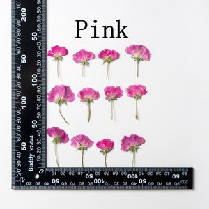 May include: A collection of 12 dried pink flowers arranged in a grid pattern on a white background. A ruler is visible at the bottom of the image.