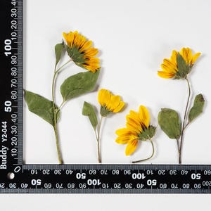 2 PCS Tournesol séché pressé avec tige, fleur jaune FSS70-Side