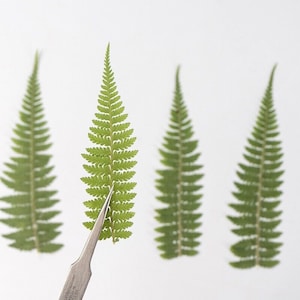 12PCS Real Pressed Dried Leaves, Floral Supply for art craft FSS16