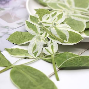 May include: A collection of pressed botanical leaves featuring a variegated pattern with shades of deep green and creamy white. The leaves are arranged in a cluster, displaying distinct veins and pointed tips, with a smooth, flat texture.