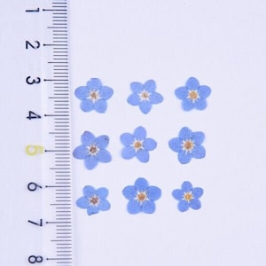20 pcs vraies fleurs séchées de Forget me not pour l'artisanat d'art, bleu et blanc FCD21