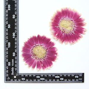 2 vraies fleurs de marguerite séchées pressées, grande capitule rose pour art FSS26-14