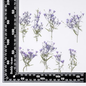 12 petites fleurs pressées côté vrai, couleur violette teintée avec tige de feuilles FSS103 #10
