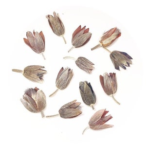 12 pcs vraies fleurs séchées pressées avec tige pour l'artisanat d'art FHT13