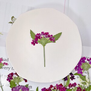 12 pcs vraies fleurs de verveine séchées pressées avec des feuilles et une tige, fourniture de fleurs de couleur naturelle pour l'artisanat d'art, carte de savon bougie, FHT38
