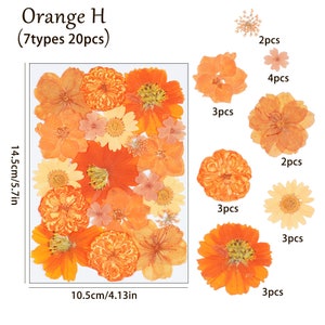 Collection de vraies fleurs séchées pressées 20 pièces, marguerite teintée en orange, fleurs en dentelle de la reine Ann comme sur l'image FCD508