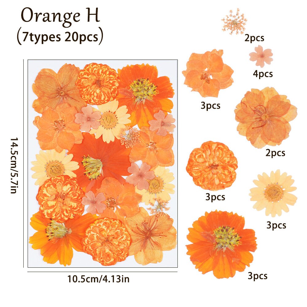 20PCS Real Pressed Dried flowers collection, Orange Dyed Daisy, Queen Ann's Lace Flowers as picture FCD508