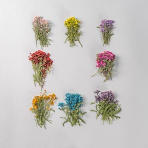 12 pcs vraies fleurs d'Alysse séchées pressées, fleur de couleur teintée avec tige de feuilles FHT42