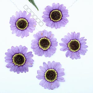 12 pièces vraies têtes de fleur de marguerite pourpre séchées et pressées pour l'artisanat de bougies d'art FJN13