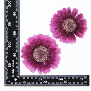 2 vraies fleurs de marguerite séchées pressées, grande capitule violette pour art FSS26-3