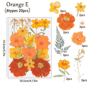 20 pcs vraie collection de fleurs séchées pressées, feuilles de fleurs de marguerite orange comme image FCD505