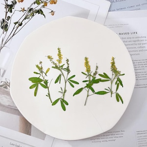 12 petites fleurs jaunes séchées pressées côté vrai avec tige de feuilles FHT57
