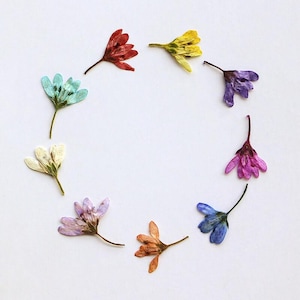 12 pcs vraies petites fleurs pressées, 9 couleurs d'approvisionnement floral pour l'artisanat d'art FSS62
