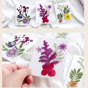 5 pcs vraie collection de feuilles de fleurs séchées pressées, fleur de dentelle de la reine Anne pourpre, fleur d'hortensia rouge FSS517