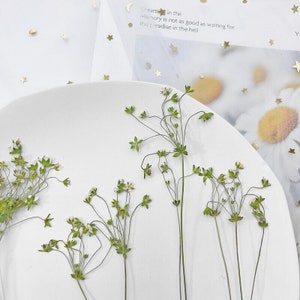 May include: A white plate with several sprigs of dried white flowers with green stems. The flowers are arranged in a random pattern on the plate.