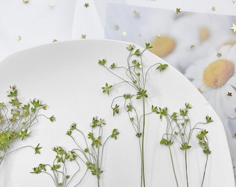 12PCS Real Pressed Dried mini Daisy with leaves stem for art Craft FHT15