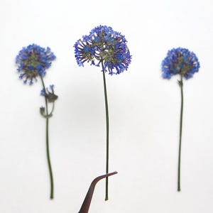 12 pcs vraies petites fleurs séchées pressées, capitule pourpre naturel avec des feuilles, tige pour l'art FSS97