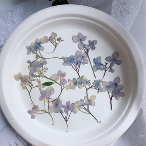 12 fleurs d'hortensia séchées pressées, rose pourpre naturel, couleurs violettes FHT32