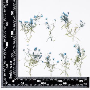 12 petites fleurs pressées côté vrai, colorées en bleu avec des feuilles, tige FSS103 #6
