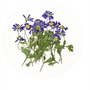 12 pcs vraie marguerite sèche pressée avec tige de feuilles pour l'artisanat d'art FHT08