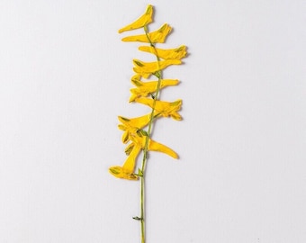 12PCS Real Pressed dry flower with stem, yellow flower for art craft FSS69