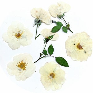 12 pcs vraies têtes de fleur de rose blanche séchée pressée pour l'artisanat d'art FHT24