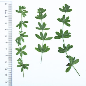 May include: Three sprigs of green leaves are displayed against a white background. A ruler with centimeter markings is on the left side. The leaves have a symmetrical arrangement, with multiple leaflets branching from a central stem. The leaves are a vibrant green.