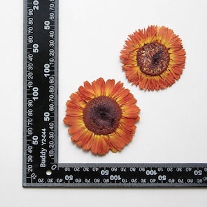 2 vraies fleurs de marguerite séchées pressées, grande capitule orange pour art FSS26-8