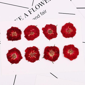 8 petites têtes de roses rouges séchées, véritables, pressées, couleur naturelle FCD70 #2