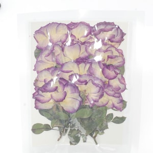 12 têtes de rose pressées côté véritable séché avec feuilles et tige, mélange rose et violet FHT41