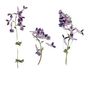 May include: Three purple flower stems with delicate, drooping blossoms. The flowers have a light purple hue and are arranged in a cluster.