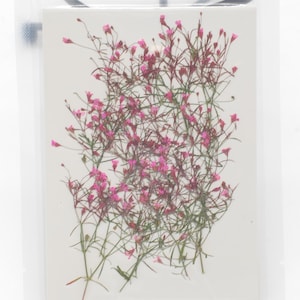 12 petites fleurs pressées côté vrai, couleur rose avec tige de feuilles FSS103 #11
