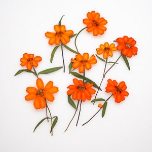 12 pcs vraie marguerite orange sèche pressée avec tige de feuilles pour l'artisanat d'art FSS88