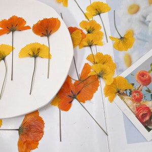 12 Vraies fleurs séchées pressées avec tige, Marguerite jaune orange FHT39