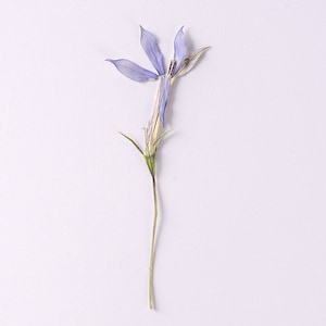 12 pcs vraies fleurs séchées pressées en forme d'étoile avec des feuilles de tige, fourniture de fleurs pour l'artisanat d'art, pour bougie, pour savon, violette, fleur pourpre FSS86